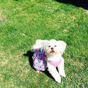 Meet your Posher, Jesus